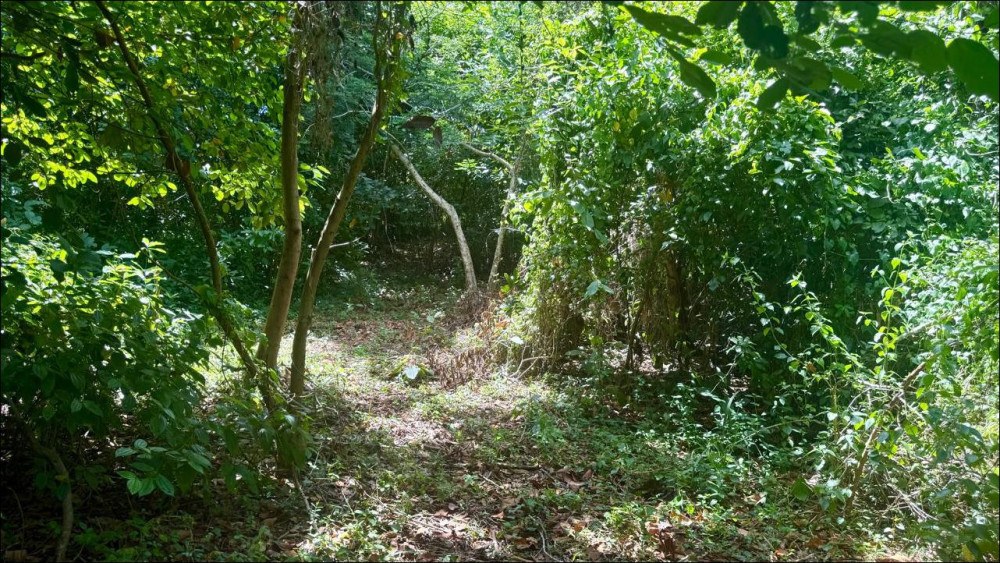 AGRICULTURAL LAND FOR SALE IN BAIE DU CAP – MORCELLEMENT FLEUR DE CANNES — image 2