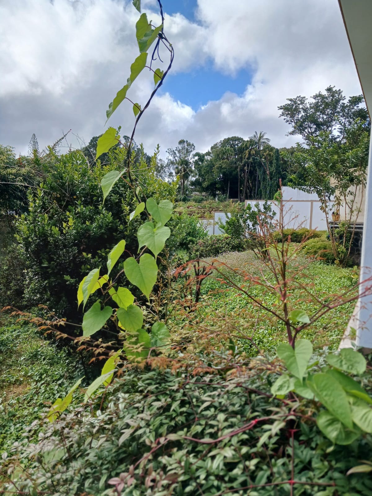 Curepipe House - A Cultural Sanctuary with Garden Views — image 5